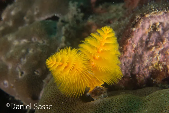 Here Are Some Underwater Christmas Trees I Photographed