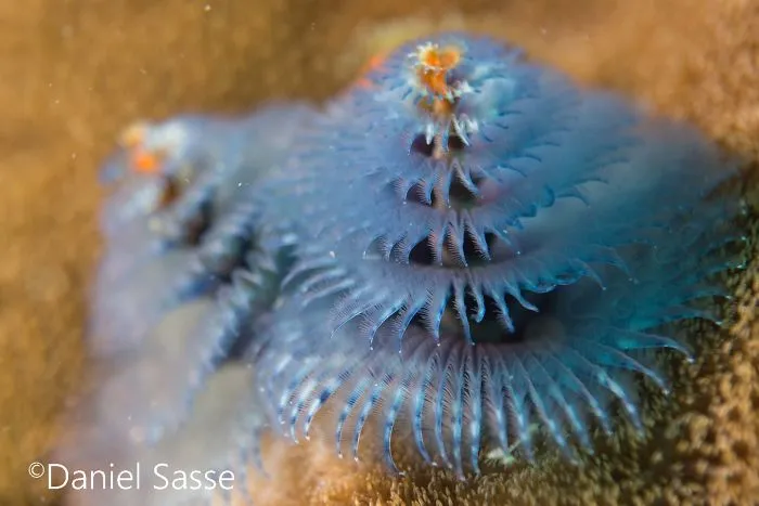 Here Are Some Underwater Christmas Trees I Photographed