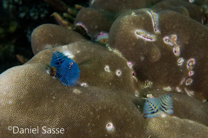 Here Are Some Underwater Christmas Trees I Photographed
