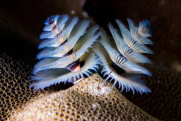 Here Are Some Underwater Christmas Trees I Photographed