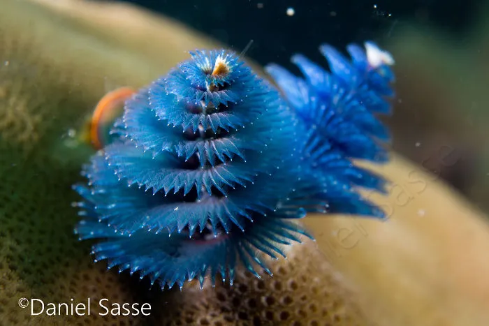 Here Are Some Underwater Christmas Trees I Photographed