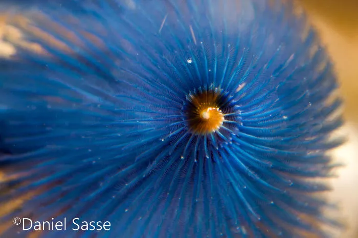 Here Are Some Underwater Christmas Trees I Photographed