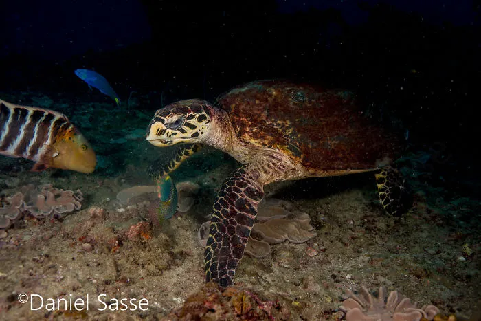 I Spent Hours Scuba Diving Photographing The Endangered Hawksbill Sea Turtles