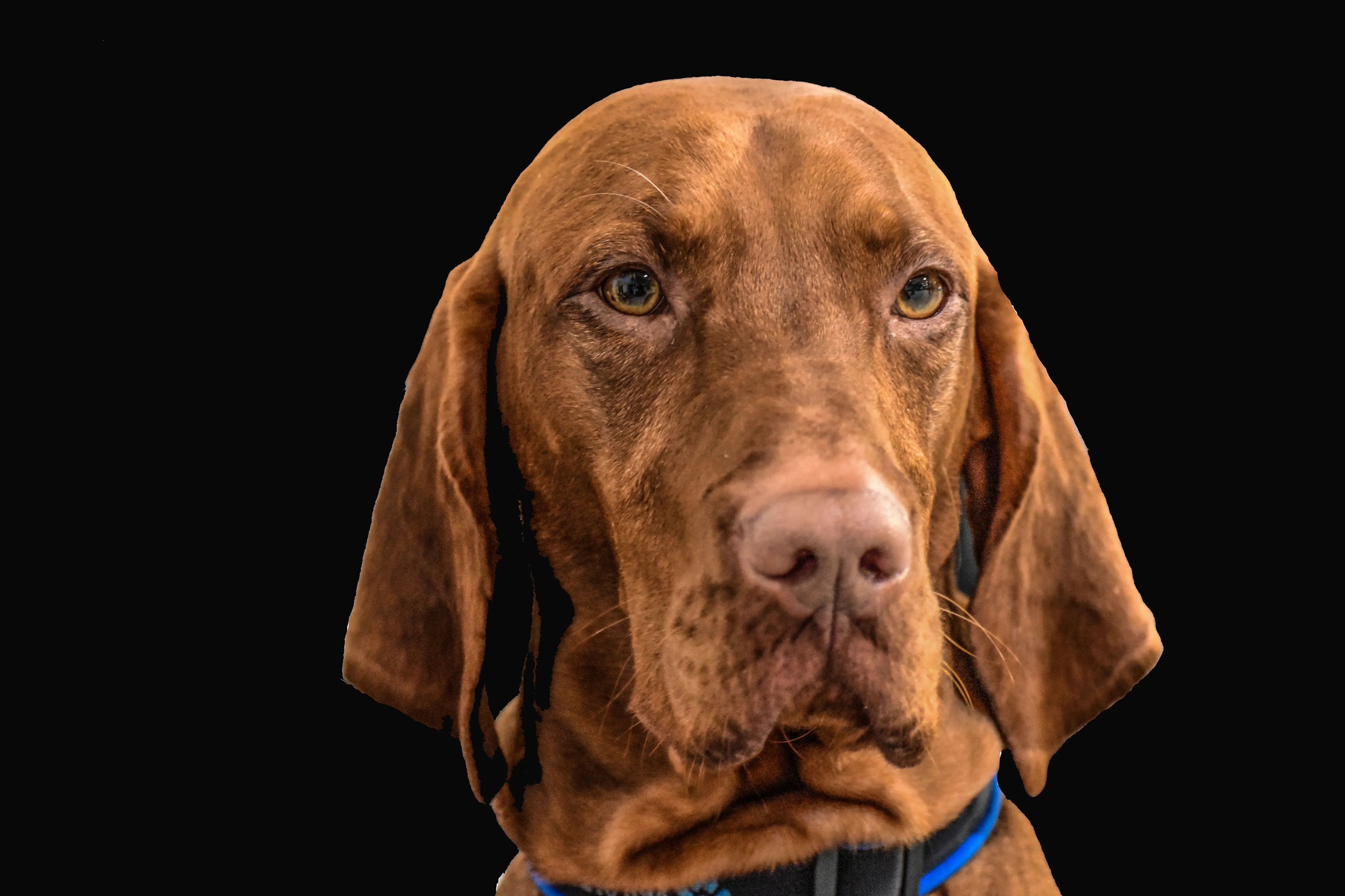 Photography  The Hunting Dog Confucius