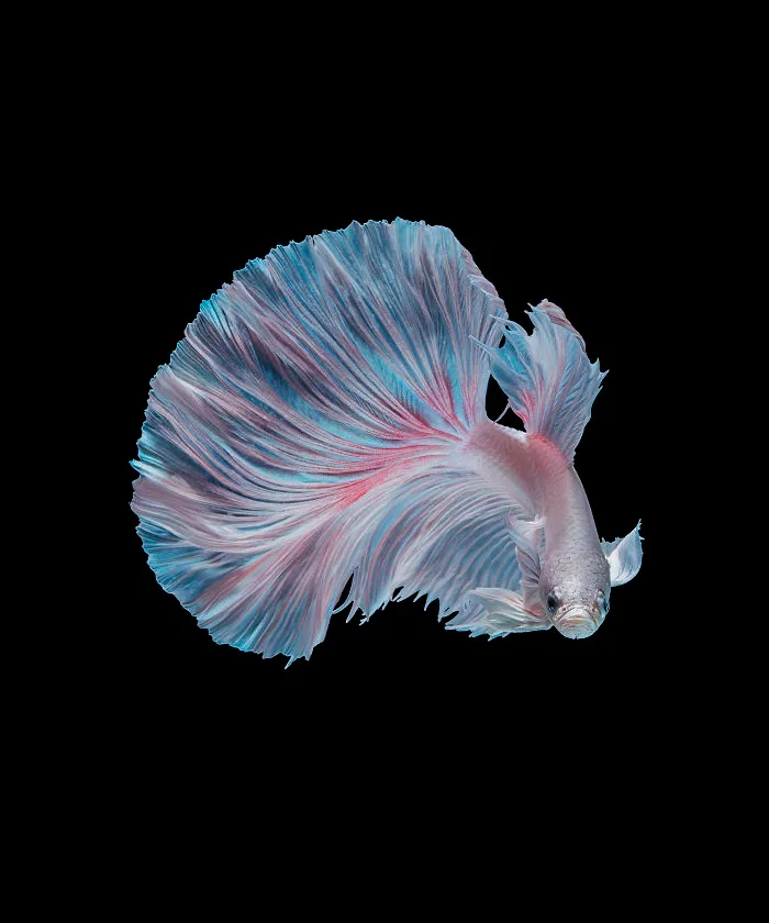 I Photographed Betta Fish In All Sorts Of Colors And Patterns (35 Pics)