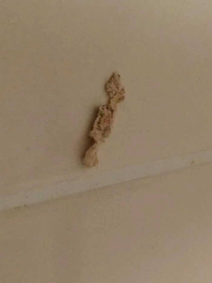A Fungus Among Us