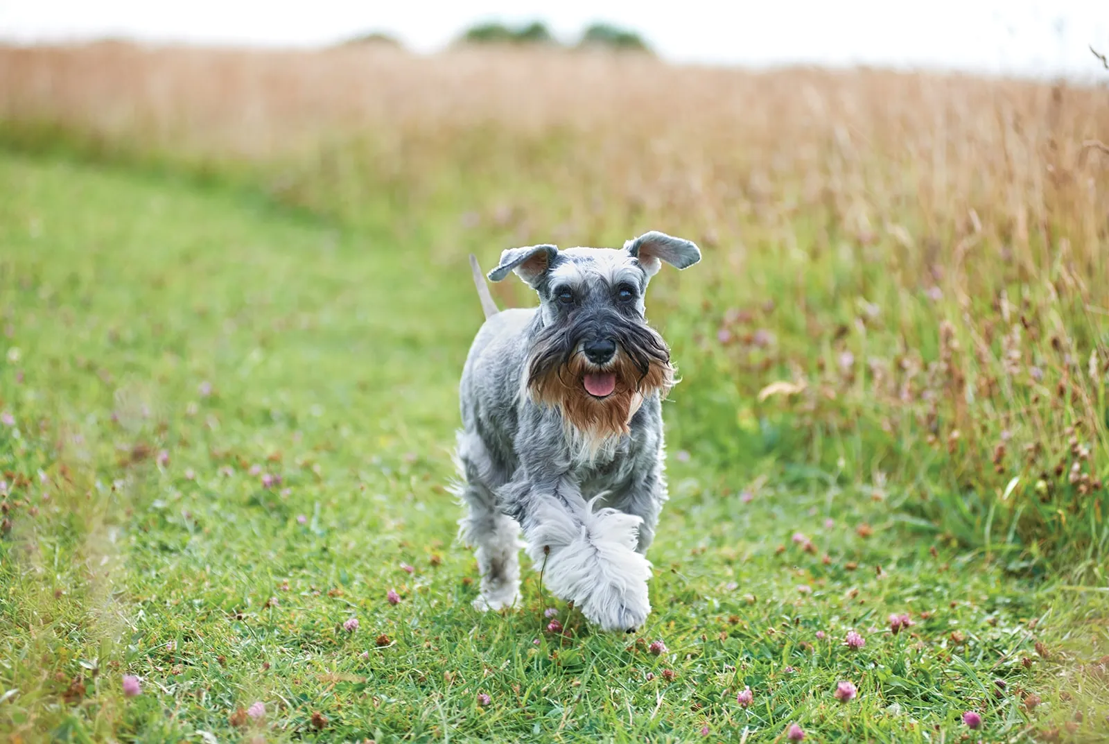 How To Look After An Older Dog