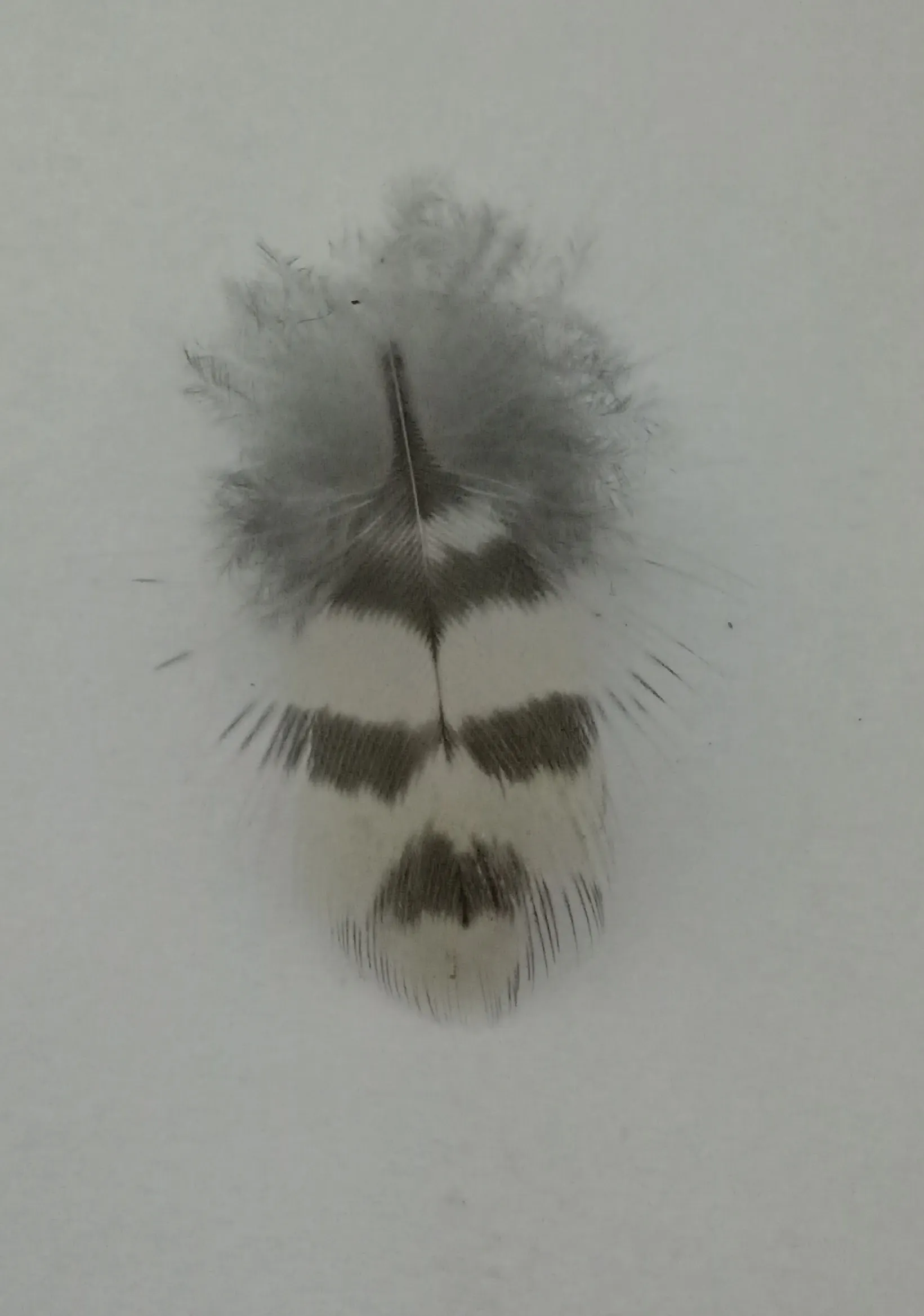 The Tiny Feather With A Human Face