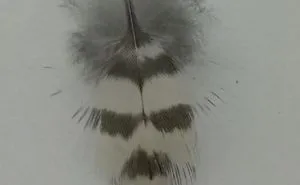 The Tiny Feather With A Human Face