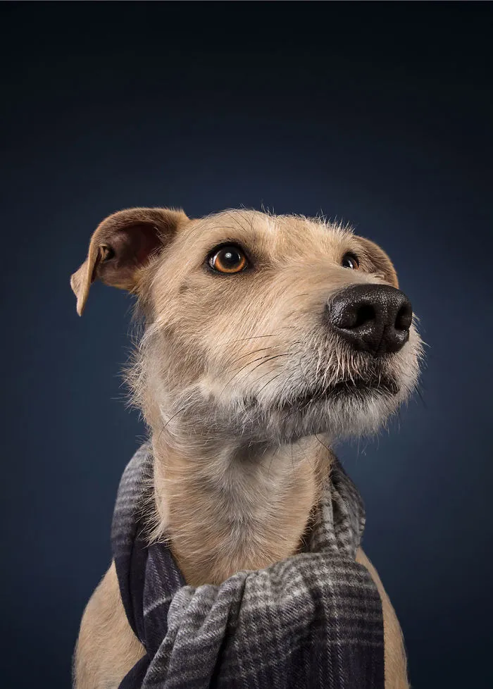 Éstas son mis 21 fotos festivas de perros navideños