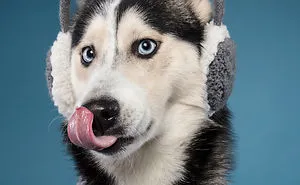Here Are My 21 Festive Photos Of Holiday Canines