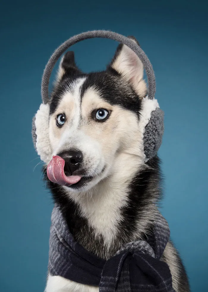 Éstas son mis 21 fotos festivas de perros navideños
