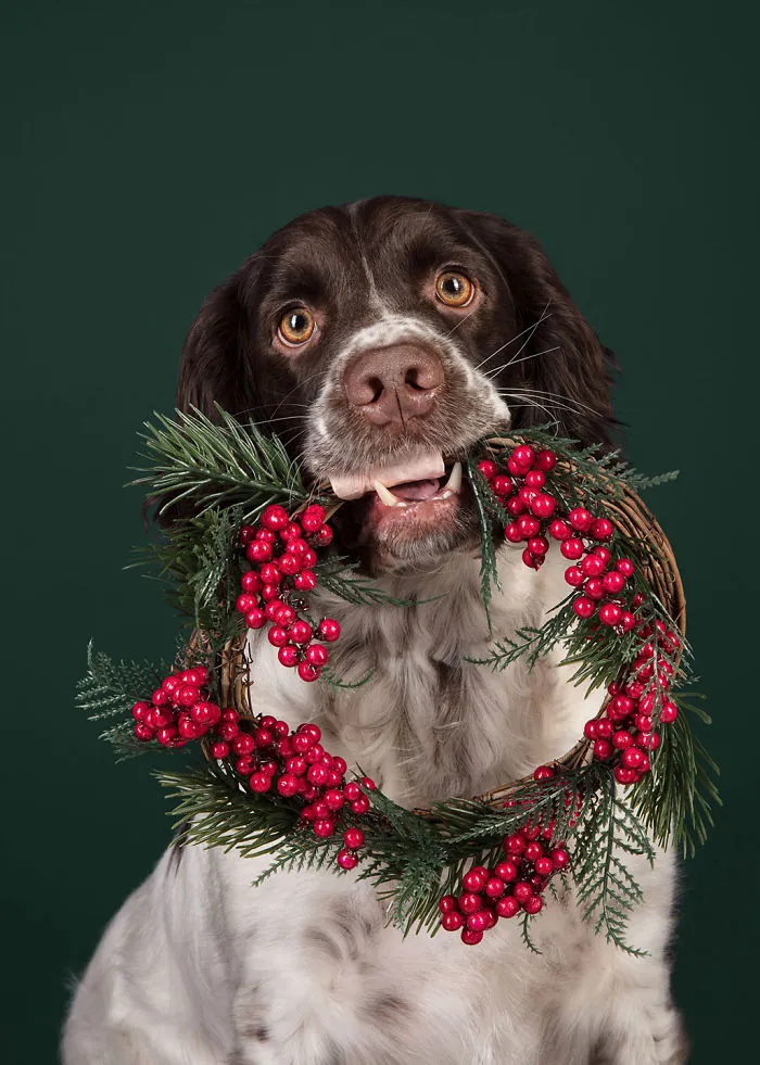 Éstas son mis 21 fotos festivas de perros navideños