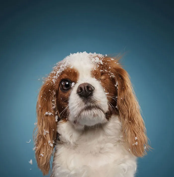 Éstas son mis 21 fotos festivas de perros navideños