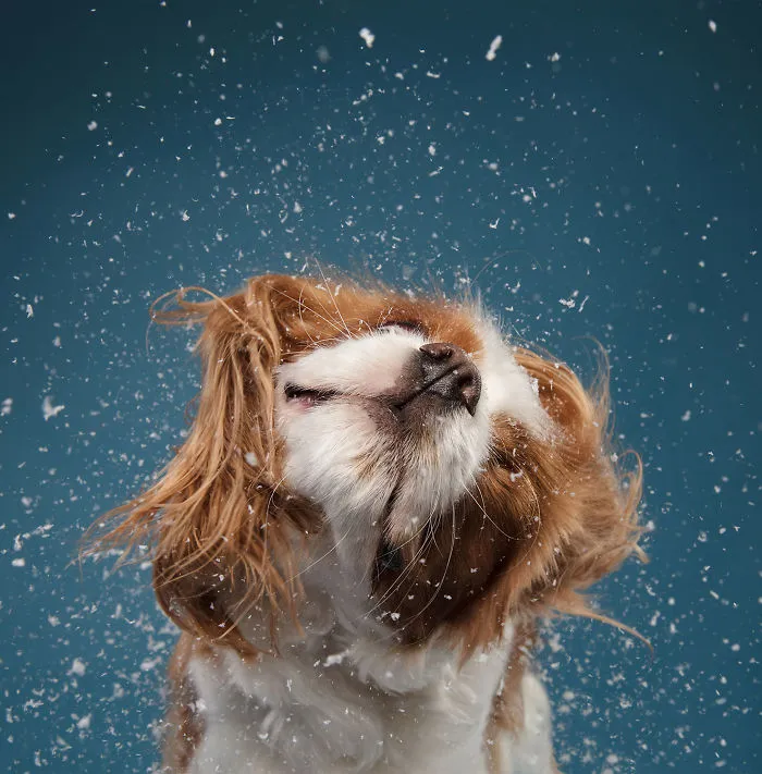 Éstas son mis 21 fotos festivas de perros navideños