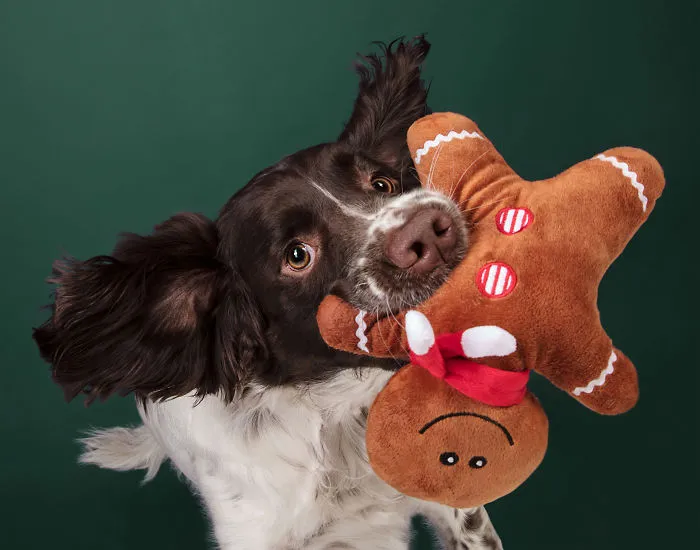 Éstas son mis 21 fotos festivas de perros navideños