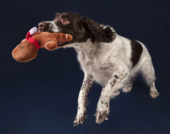 Éstas son mis 21 fotos festivas de perros navideños