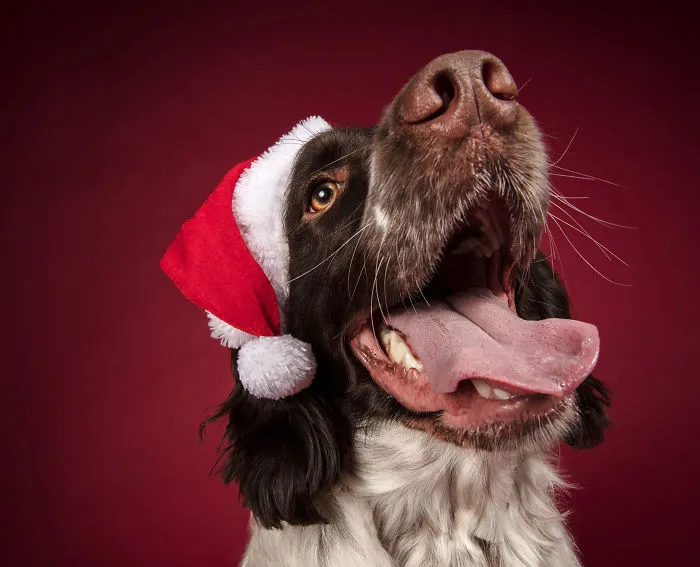 Éstas son mis 21 fotos festivas de perros navideños