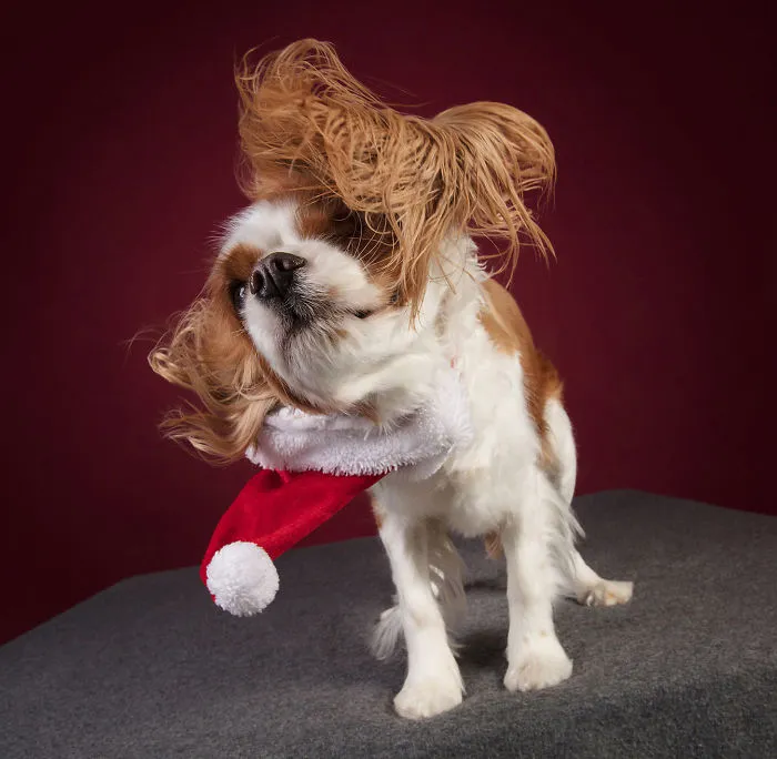 Éstas son mis 21 fotos festivas de perros navideños