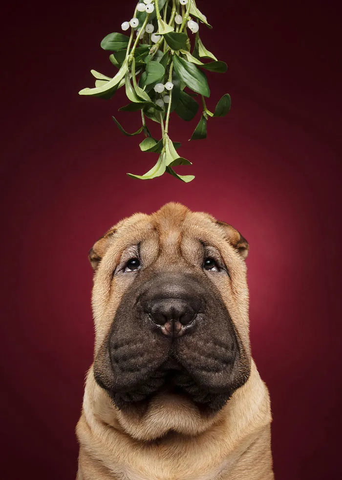 Éstas son mis 21 fotos festivas de perros navideños