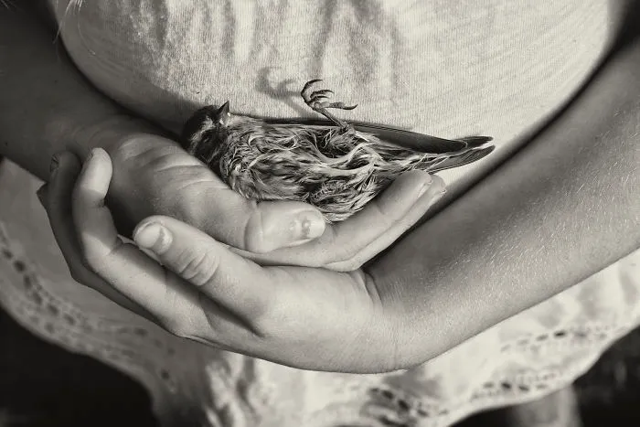The Dead Warbler