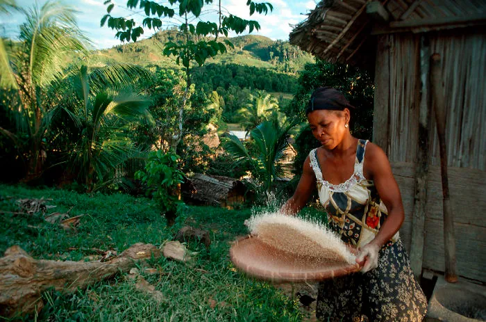 Woman Is Preparing The Meal With Rice