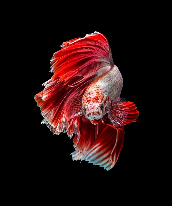 Hago fotos a peces Betta con todo tipo de patrones y colores (35 imágenes)