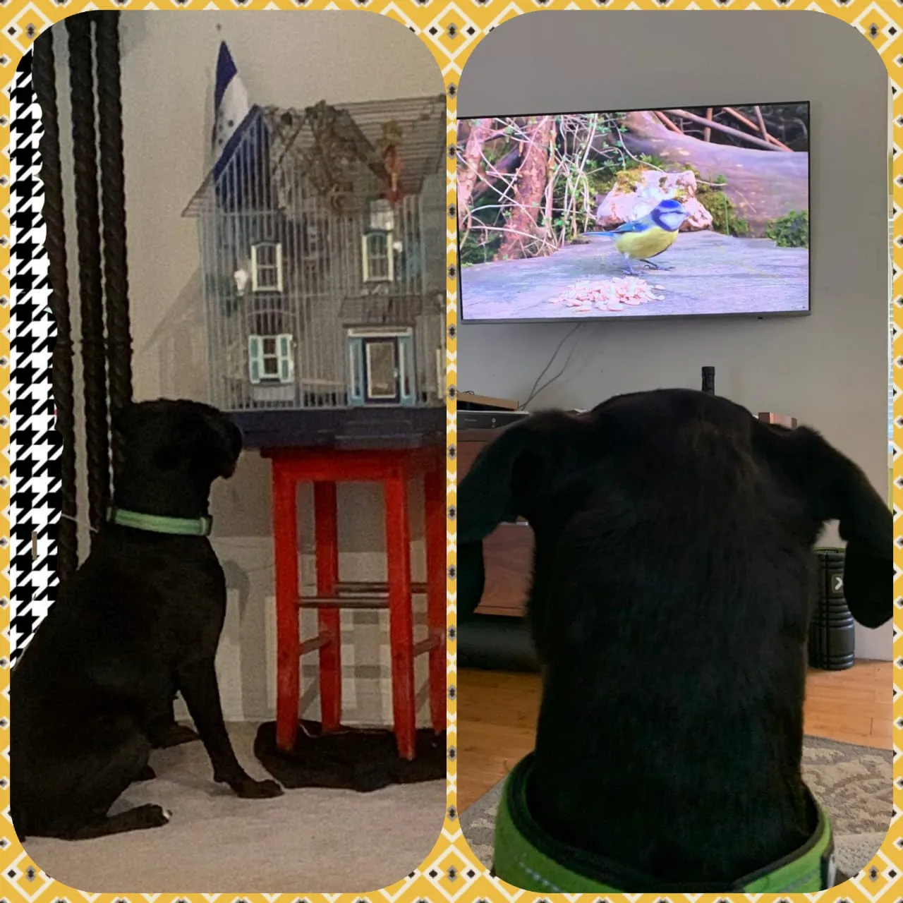 Boxer Staring At Bird