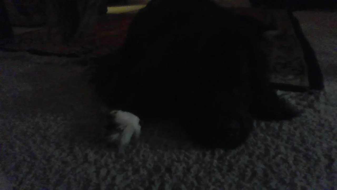 Bear The Dog Loves Snuggles