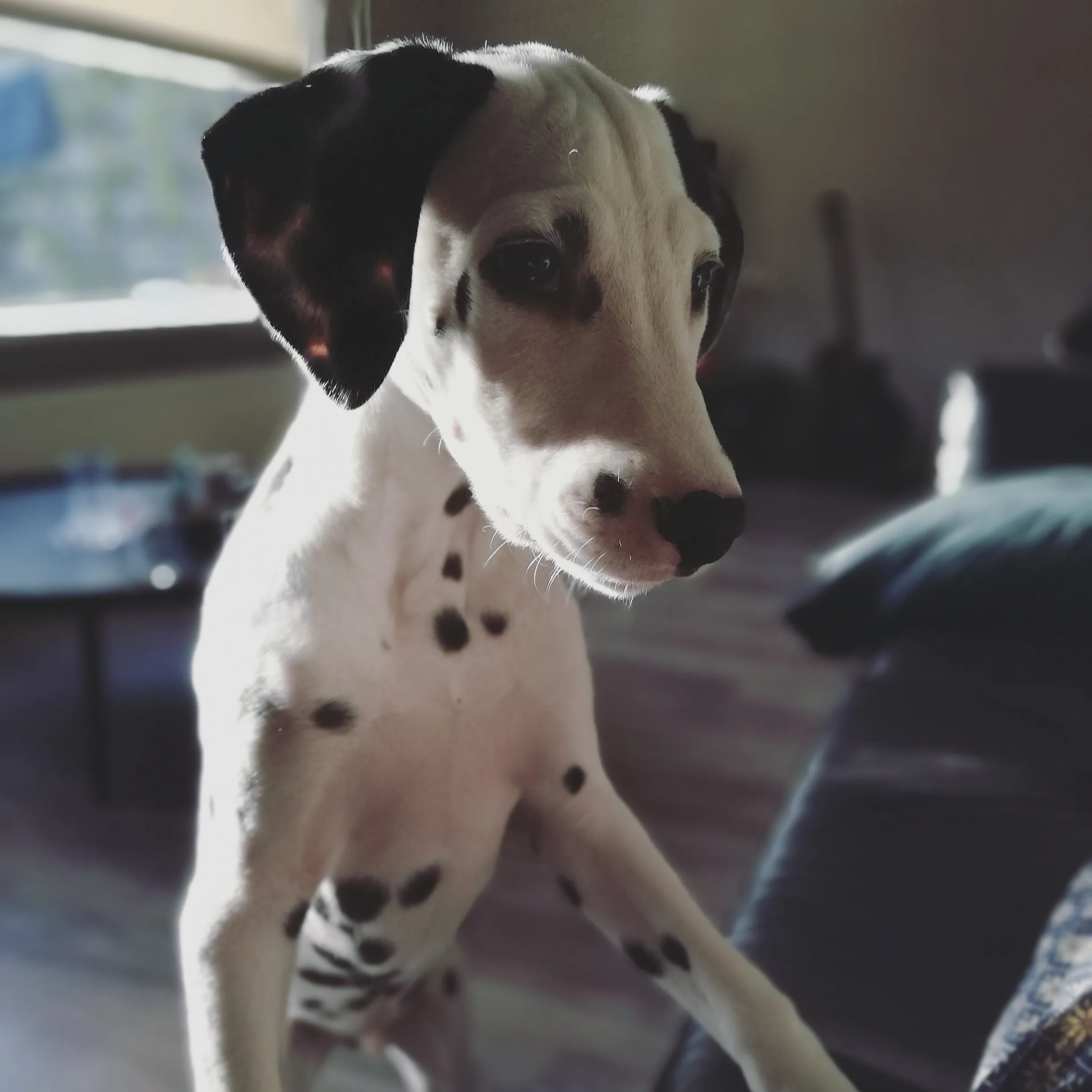 Life With A Dalpup
