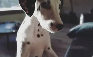 Life With A Dalpup