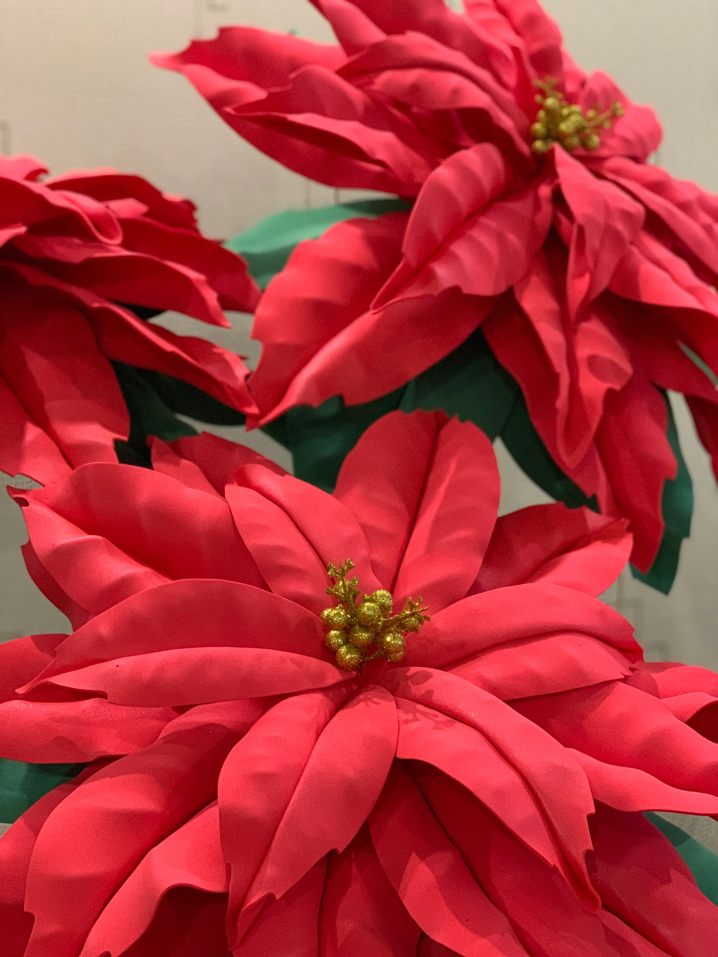 Christmas Stars Or How We Grew Giant Poinsettias In Human Height