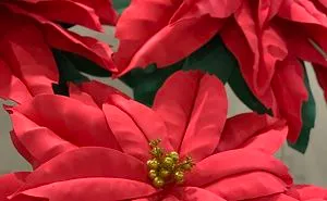 Christmas Stars Or How We Grew Giant Poinsettias In Human Height