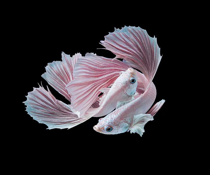 I Photographed Betta Fish In All Sorts Of Colors And Patterns (35 Pics)