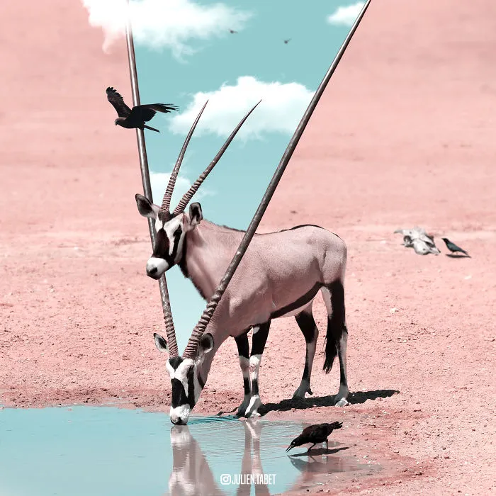 Here’s How I Imagine Animals Behave When You Aren’t Looking (25 New Pics)