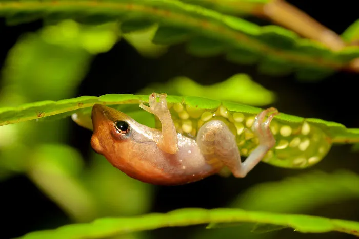 Aroreal Frog Lays The Egg Clatch