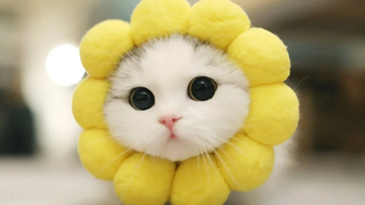Hey, What About Cats?