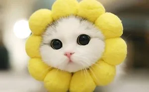 Hey, What About Cats?