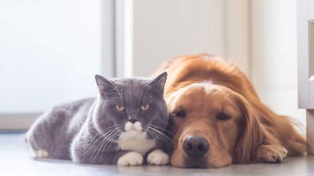 Like A Cat With A Dog