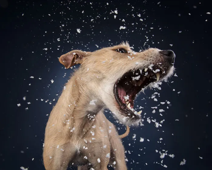 Éstas son mis 21 fotos festivas de perros navideños