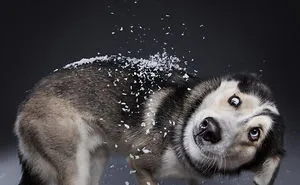 Here Are My 21 Festive Photos Of Holiday Canines