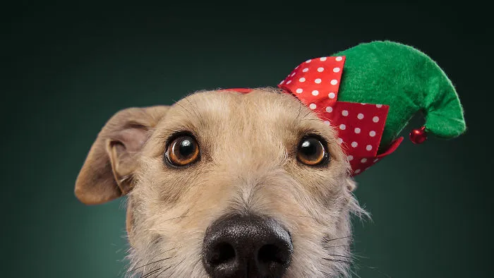 Éstas son mis 21 fotos festivas de perros navideños