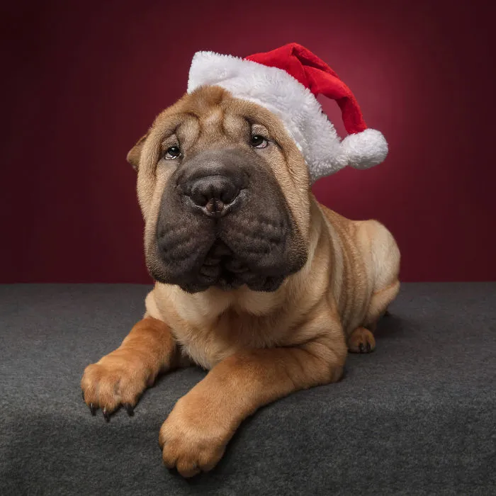Éstas son mis 21 fotos festivas de perros navideños