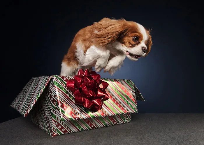 Éstas son mis 21 fotos festivas de perros navideños