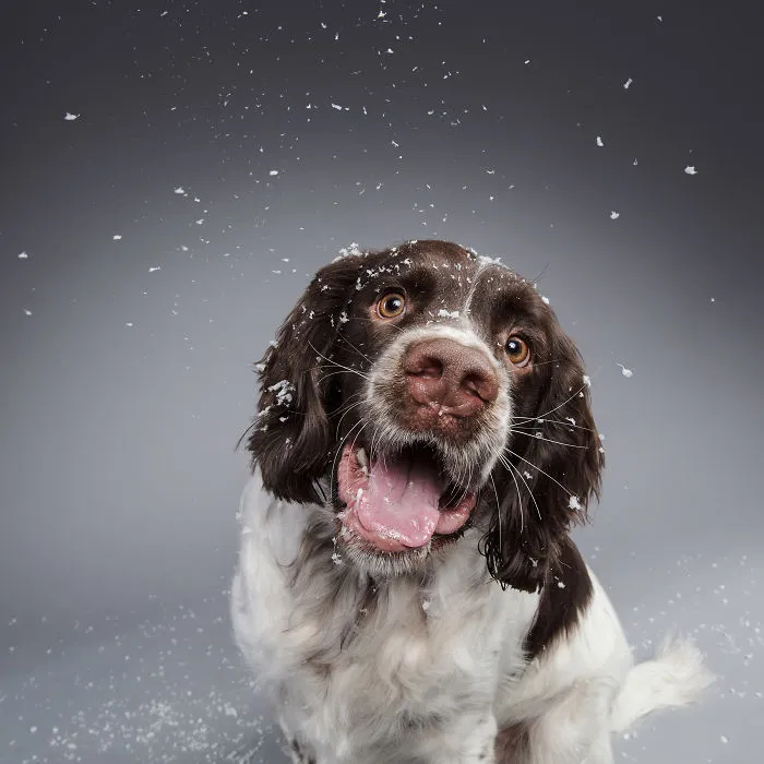 Éstas son mis 21 fotos festivas de perros navideños