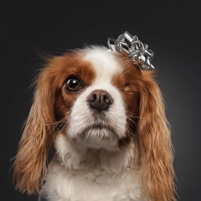 Éstas son mis 21 fotos festivas de perros navideños