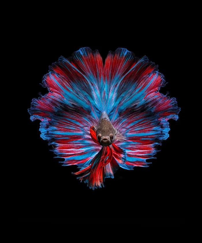 I Photographed Betta Fish In All Sorts Of Colors And Patterns (35 Pics)