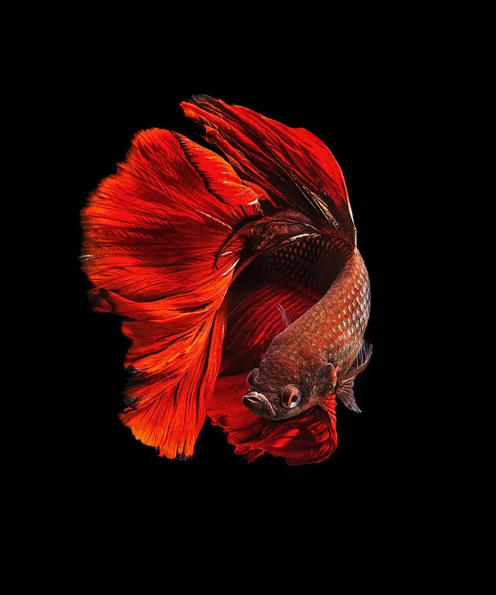 Hago fotos a peces Betta con todo tipo de patrones y colores (35 imágenes)