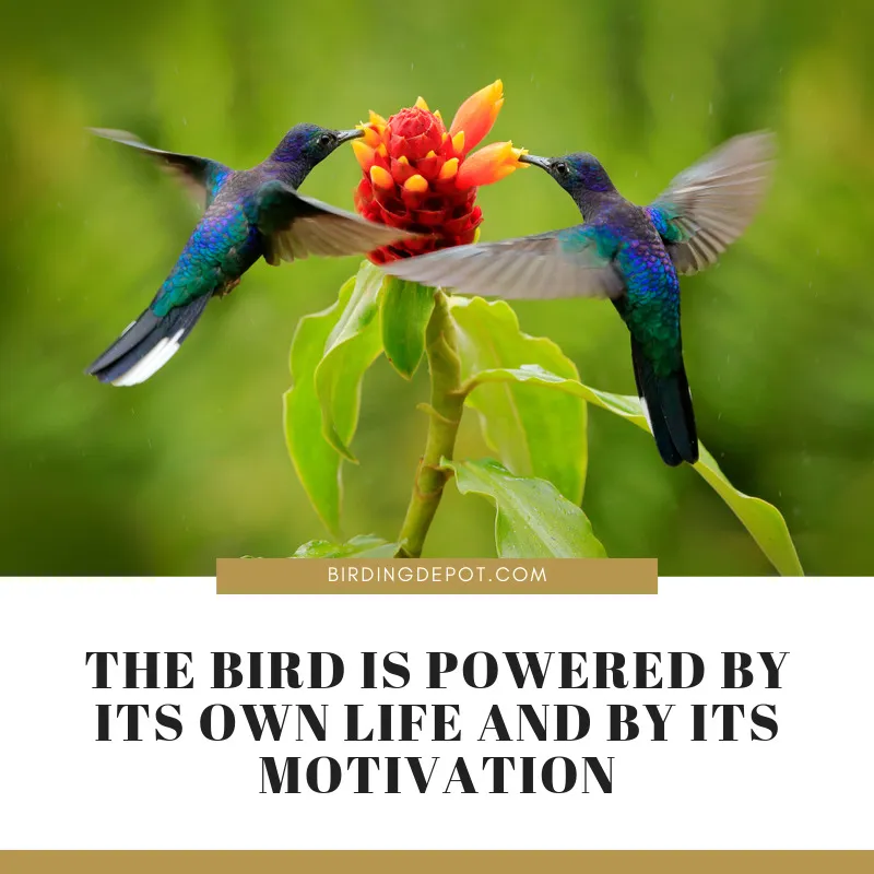 The Bird Is Powered By Its Own Life And By Its Motivation