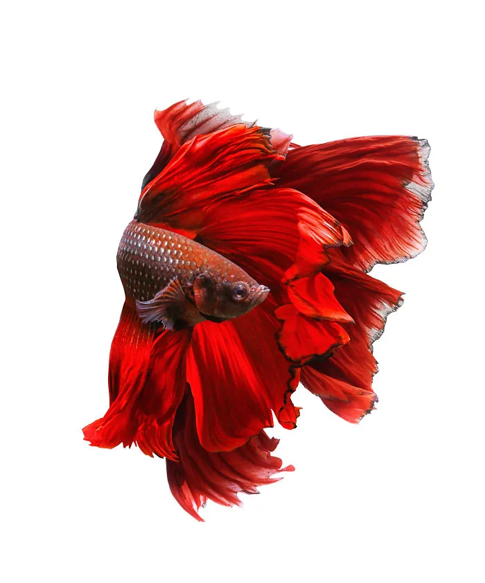 Hago fotos a peces Betta con todo tipo de patrones y colores (35 imágenes)